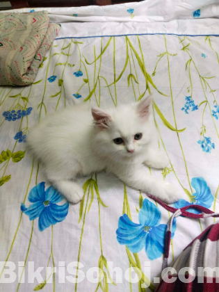 Persian cat